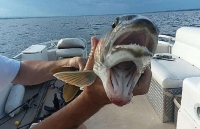 Mỹ: tranh luận xung quanh nguồn gốc của con cá hai miệng kỳ dị