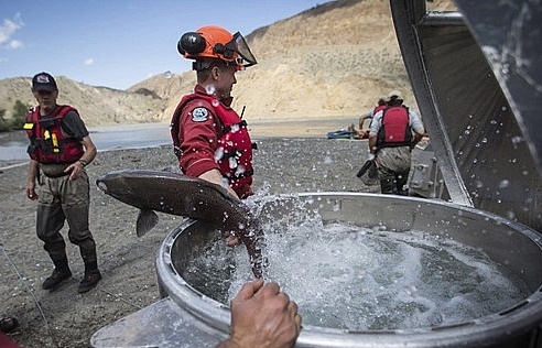 Canada dùng trực thăng giải cứu hàng triệu cá hồi mắc kẹt do lở đất