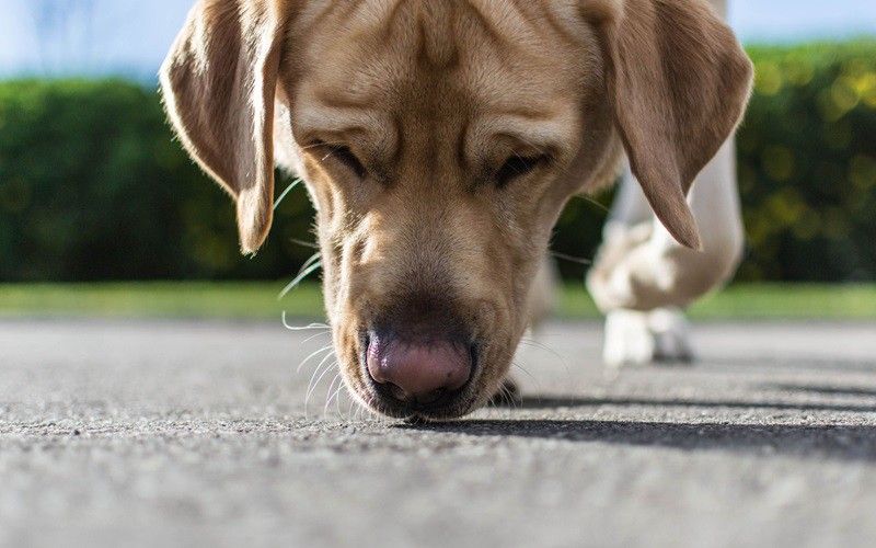 chile huan luyen cho phat hien nguoi mac covid 19