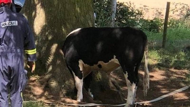 Tình cảnh vừa éo le vừa hài hước của chú bò. (Nguồn: 0201 resize