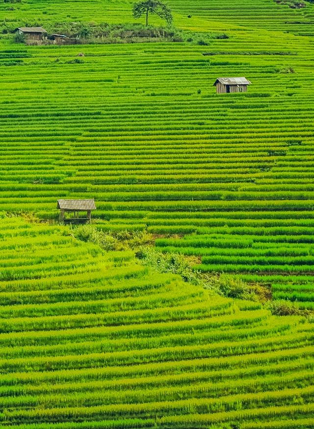 sa pa mua lua thay mau