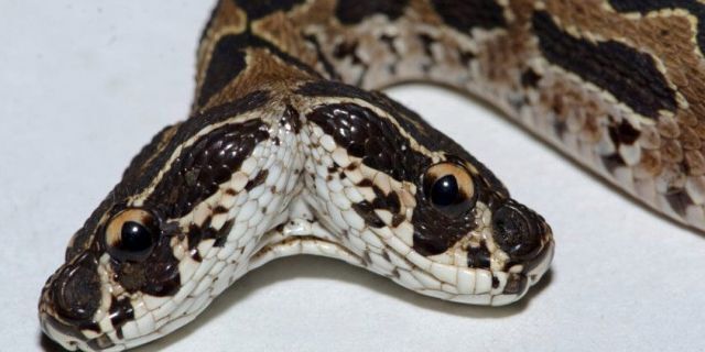 an do phat hien ran luc cuc doc hai dau