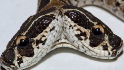 Rắn lục hai đầu nguy hiểm bậc nhất thế giới vẫn có điểm yếu 'dễ tổn thương'