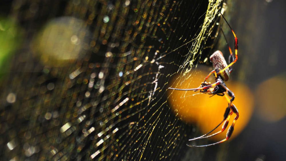 nhen khong lo dung chat doc than kinh tieu diet con moi bang to