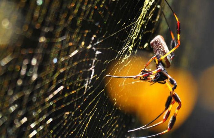 Nhện khổng lồ dùng chất độc thần kinh tiêu diệt con mồi bằng… tơ