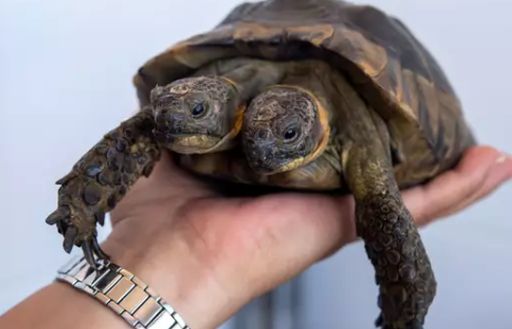 Rùa 2 đầu quý hiếm chuẩn bị đón sinh nhật 23 tuổi