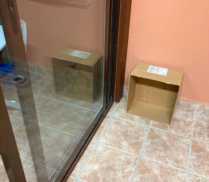 Mèo cưng với những tư thế thách thức mọi định luật vật lý