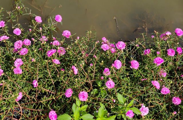 con duong hoa muoi gio tuyet dep o sai gon