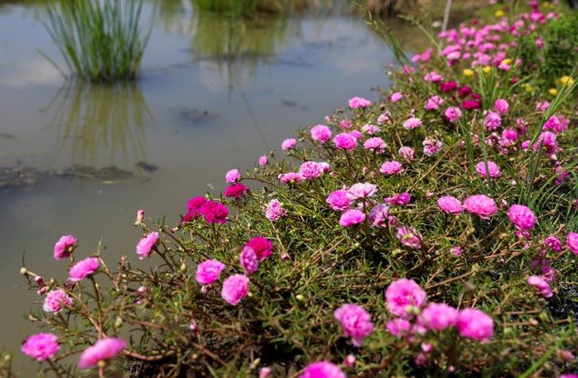 con duong hoa muoi gio tuyet dep o sai gon