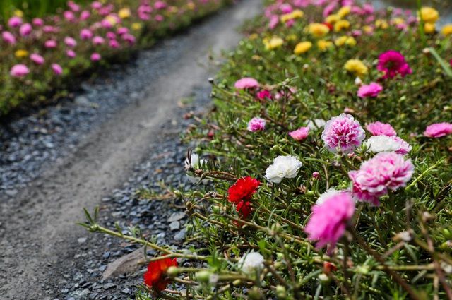 con duong hoa muoi gio tuyet dep o sai gon