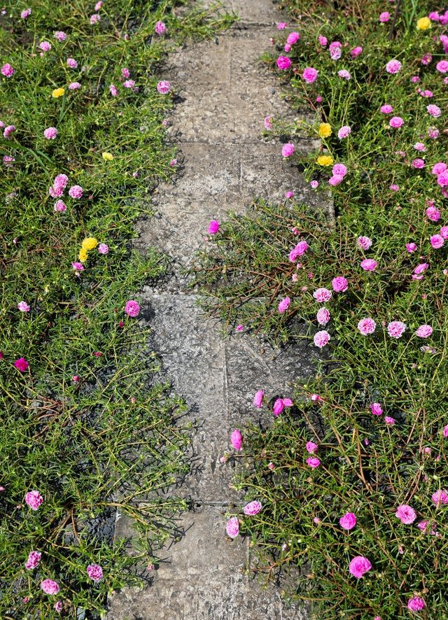 con duong hoa muoi gio tuyet dep o sai gon