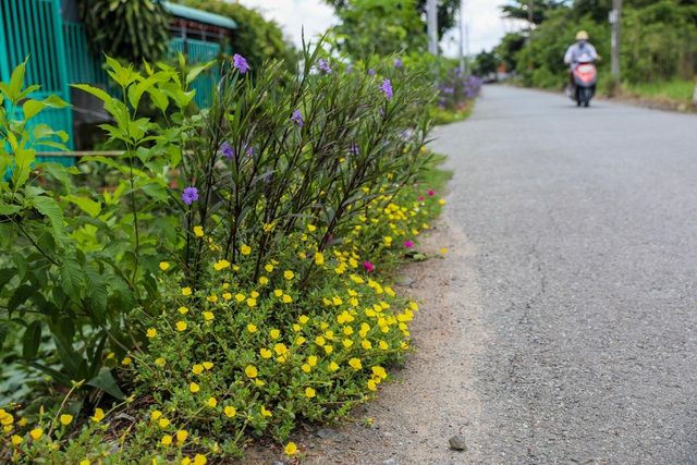 con duong hoa muoi gio tuyet dep o sai gon