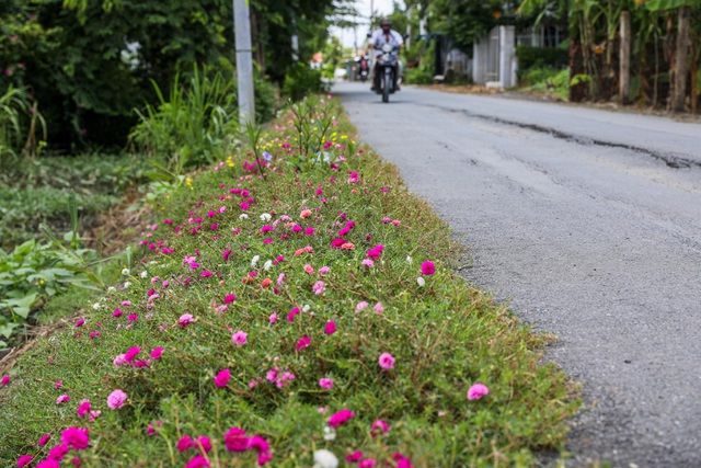 con duong hoa muoi gio tuyet dep o sai gon