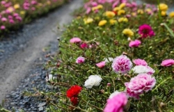 Con đường hoa mười giờ đẹp hút hồn ở Sài Gòn