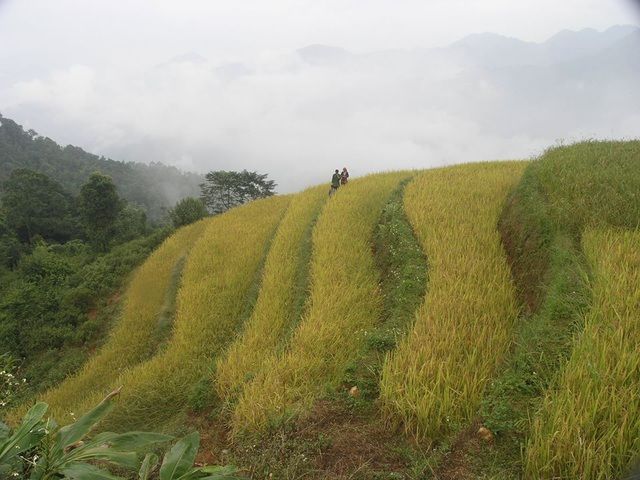 Sắc Thu vàng quyến rũ trên vùng cao Tây Bắc sac thu vang quyen ru tren vung cao tay bac