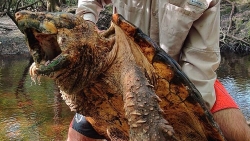 Bắt được loài rùa có bề ngoài kì dị như 'khủng long thời tiền sử'