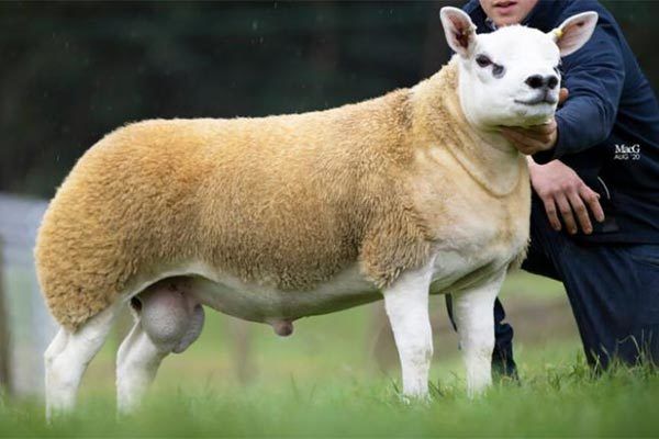 con cuu dat nhat the gioi gia gan 114 ty dong co gi dac biet