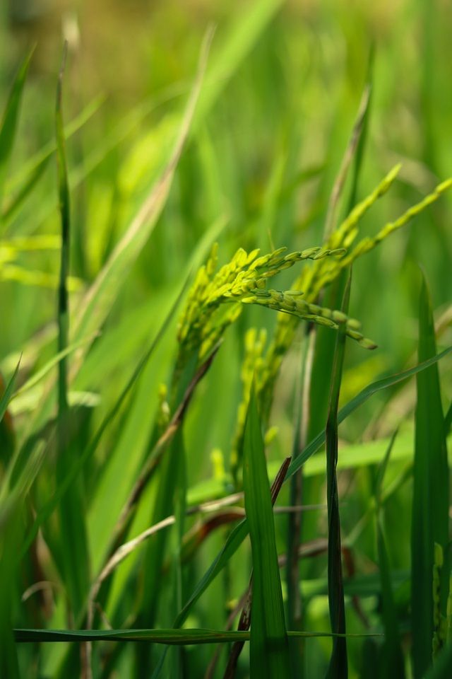 mu cang chai dep me dam mua lua moi