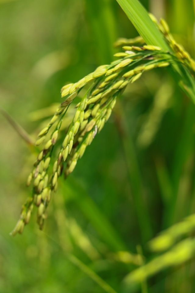 mu cang chai dep me dam mua lua moi