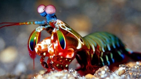 Bất ngờ về sức mạnh tôm bọ ngựa, một cú đấm có thể làm vỡ bể cá cảnh