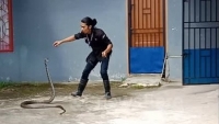 Chuyên gia tay không thành thạo bắt con rắn độc
