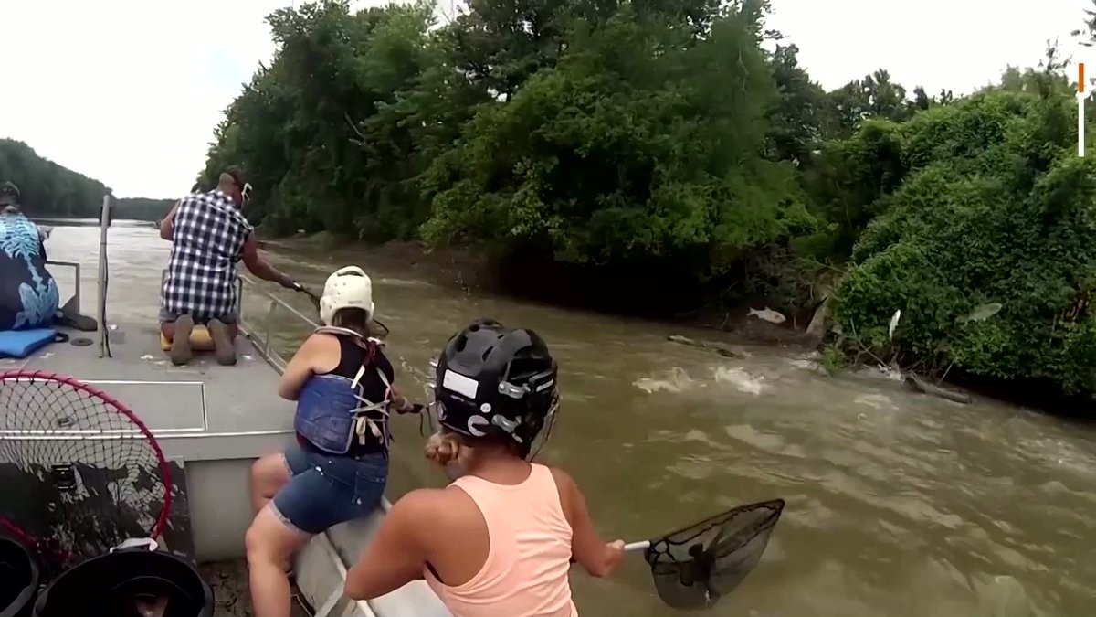 Cuộc thi kỳ lạ, đuổi bắt cá mè trắng bằng vợt