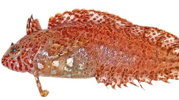 Năm 2021, Australia xác nhận 139 loài động thực vật mới