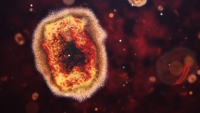 CDC Mỹ: Đậu mùa khỉ có thể lây virus từ người sang vật nuôi