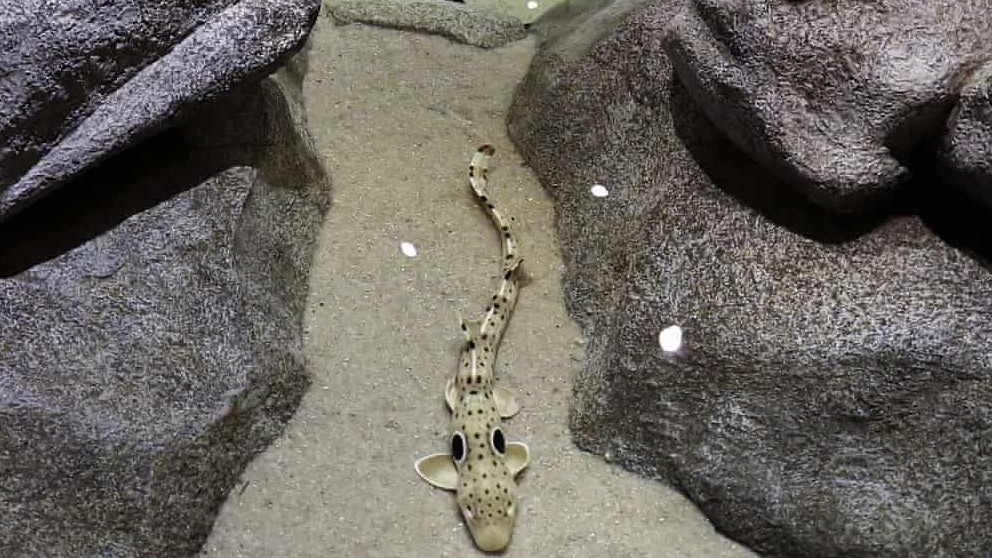 Phá vỡ mọi quy tắc sinh tồn, cá mập Epaulette nhỏ có thể đi bộ trên cạn