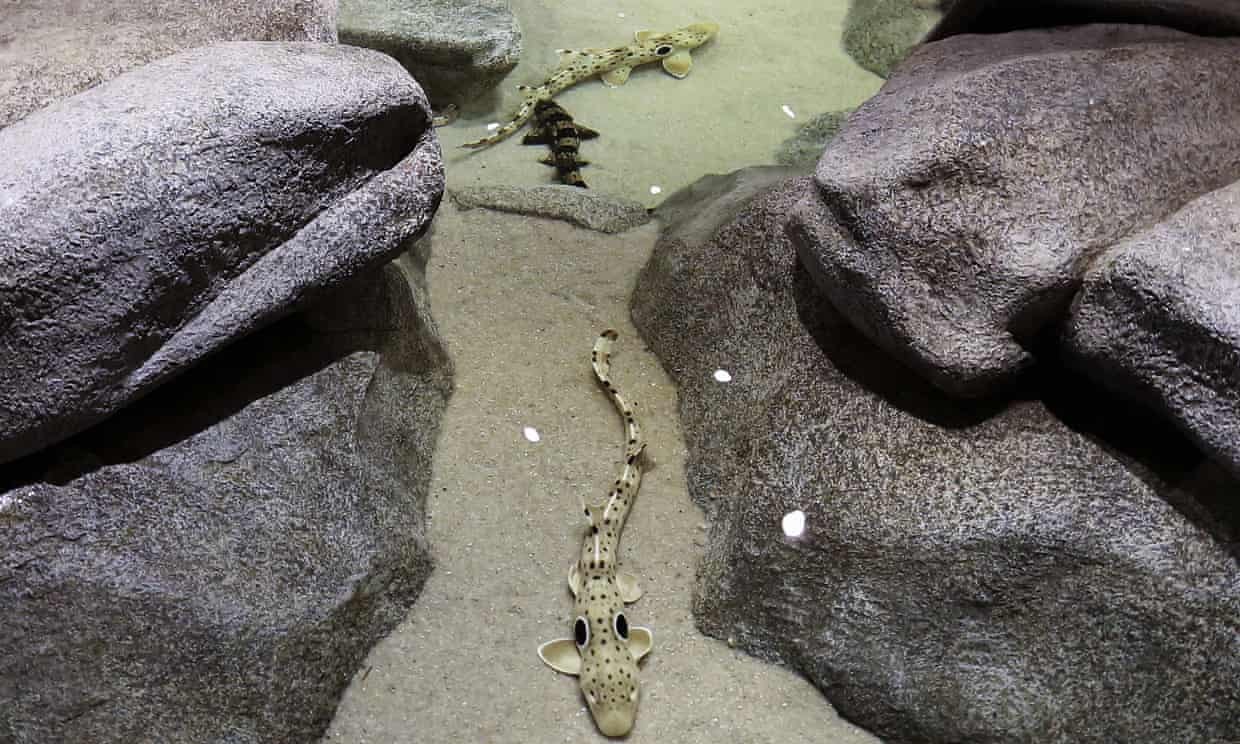 Thích nghi với biến đổi khí hậu, cá mập Epaulette nhỏ có thể đi bộ trên cạn