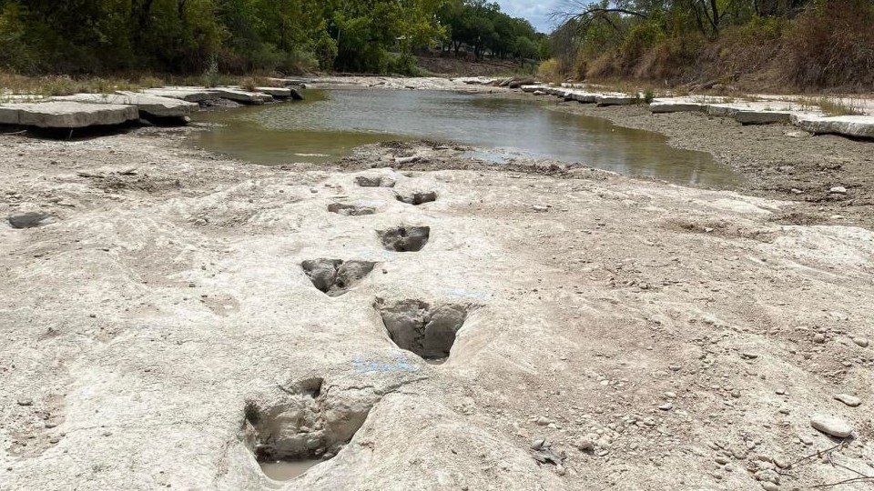 Mỹ: Hạn hán làm lộ dấu tích khủng long dài nhất thế giới cách đây 113 triệu năm