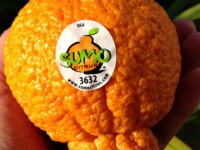 den noi sau rieng quy hiem co the len gia toi 730 trieu mot trai