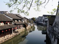 venice vat lon chong chim