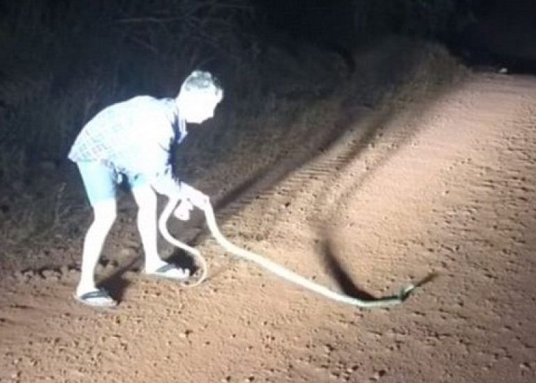 Australia: Dùng tay không bắt rắn, chàng trai nhận “kết đắng”