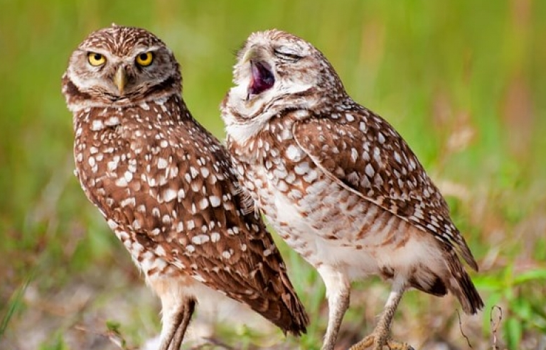 Những khoảnh khắc hài hước của động vật