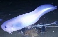 phat hien loai ca dung vay de dung nhu doi chan