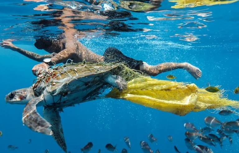 Những bức ảnh ấn tượng về môi trường đoạt giải thưởng Ciwem 2018