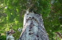 Tìm thấy cây cao nhất trong rừng Amazon may mắn ‘thoát chết’ khỏi trận cháy lịch sử