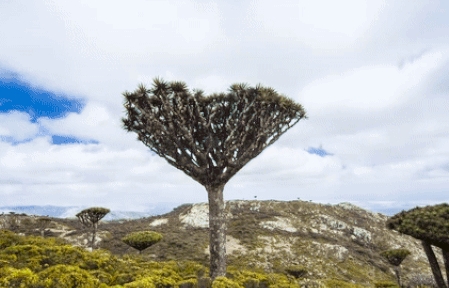 Những sinh vật kỳ lạ sinh sống trên hòn đảo lạ kỳ như trong phim khoa học viễn tưởng