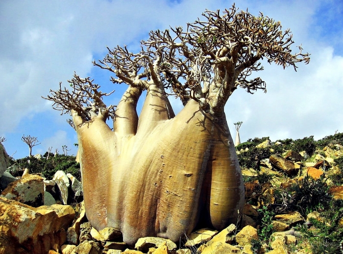 lac vao mien dat co lap voi the gioi nhu hanh tinh la