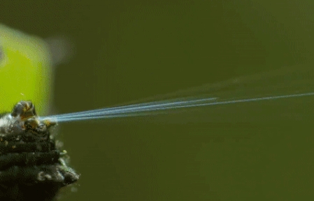 Loài nhện ‘siêu đẳng’ bắn tơ dài 20m làm... cầu qua sông