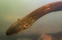 Phát hiện loài lươn phóng điện mạnh nhất tại rừng Amazon