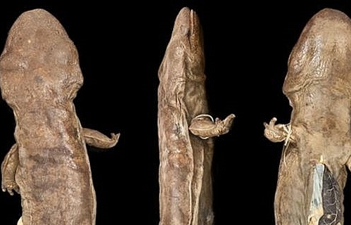 Phát hiện mới: Trung Quốc có 3 loài kỳ giông khổng lồ, dài nhất có thể đến 2 mét