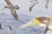 hang tram con chim sao da chet bi an o xu wales