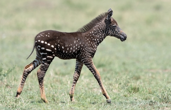 Phát hiện ngựa vằn đột biến gene có bộ lông… chấm bi siêu hiếm