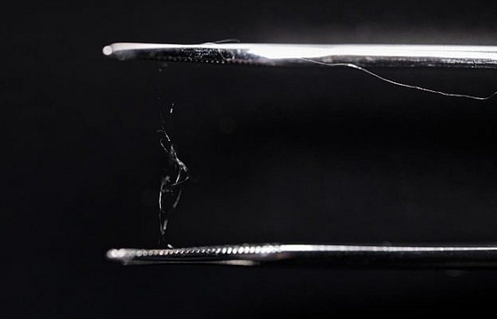 Phát hiện mới: Gỗ và tơ nhện có thể trở thành vật liệu của tương lai