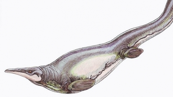 Phát hiện mới: Quái vật biển 66 triệu năm tuổi có kiểu bơi độc nhất vô nhị trên Trái đất