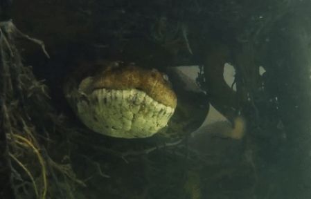 Thợ lặn rùng mình đối diện trực tiếp với hai 'sát thủ' rừng xanh: Trăn khổng lồ và cá ăn thịt