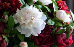 Đố các bạn những bông hoa tuyệt đẹp này làm bằng chất liệu gì?