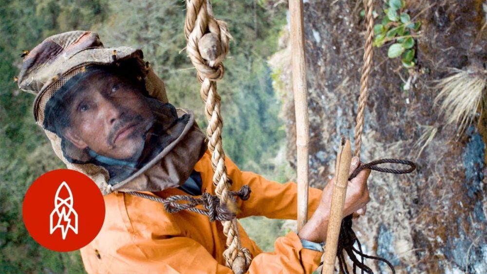 nepal nghe san mat ong tren vach da bat chap ca tinh mang de lay vang long